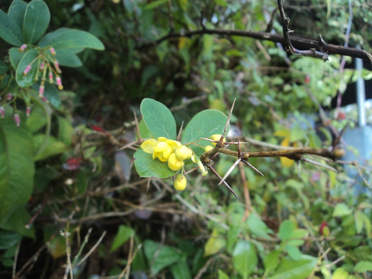 Berberis ceylanica C.K.Schneid.